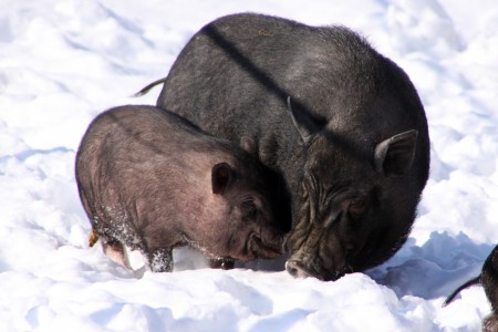 Вьетнамские свинки несутся галопом по снегу