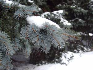 Ветка голубой елки в снегу