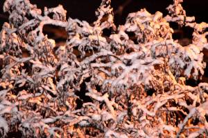 Дерево укрытое пушистым снегом в свете фонаря
