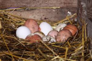 Домашние куриные яйца в курятнике