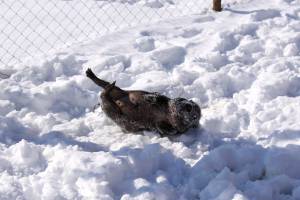 Карликовая свинка валяется в снегу 