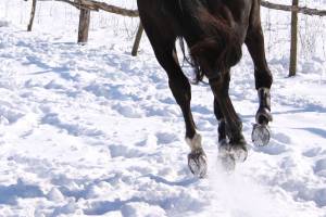 Копыта лошади зимой в снегу 