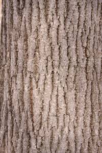 Кора лиственного дерева текстура