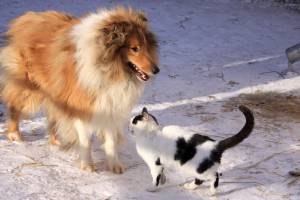 Кот и пес. Колли с кошкой 