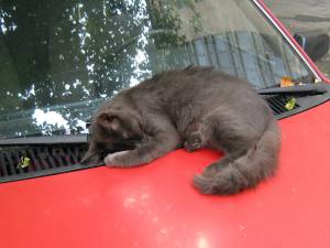 Кошка спит на капоте красной машины 