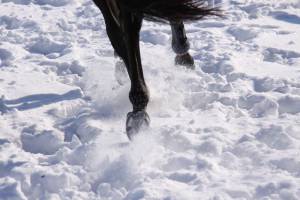 Лошадиные ноги в снегу 