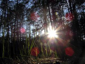 Лучи солнца в сосновом лесу 