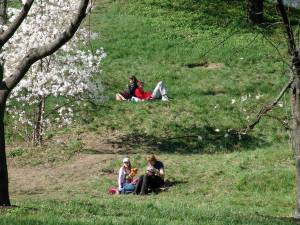 Люди отдыхают на поляне под цветущими магнолиями 