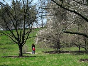 Мама с ребенком гуляют по парку с цветущими магнолиями