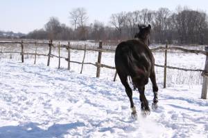 Молодая лошадь зимой 