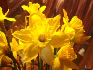 Нарцисс желтый с каплями росы