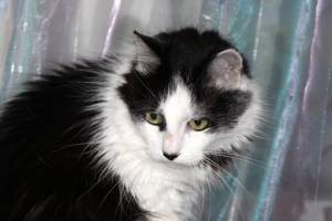 Портрет черно-белой кошки