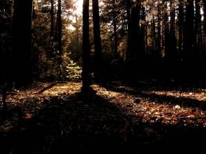 Рассвет в лесу 