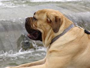 Собака бульдог на фоне фонтана 