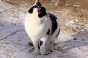 Черно белая кошка мерзнет на снегу 
