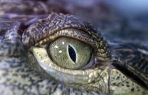 Крокодилий глаз