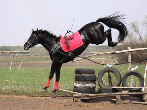 Подготовка лошади к спорту 