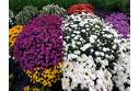 Фотография разноцветные хризантемы 