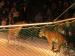 Тигры в цирке 