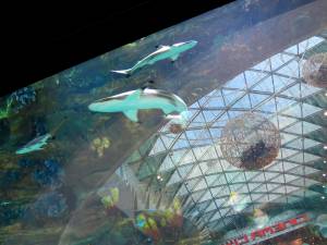 Акулы в аквариуме