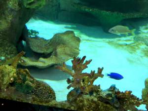 аквариум с яркими рыбками