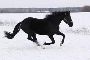 Лошадь на снегу