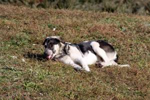 Собака лежит на траве