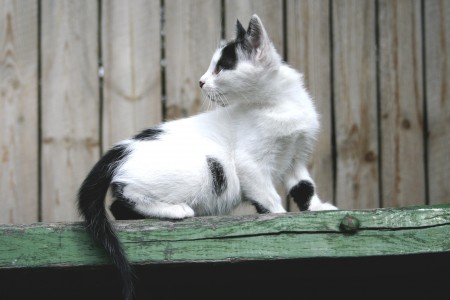 Серый  котенок 