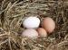 Яйца в гнезде 