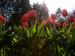 фото Клумба красных тюльпанов. Контражур 