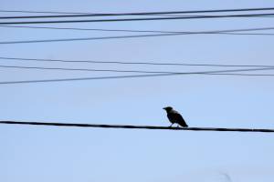 Ворона сидит на проводах 
