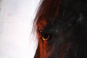 Глаз коня на закате 