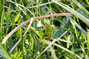 Зеленая лягушка на зеленой траве 