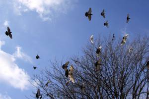 Скачать бесплатно Летящие голуби