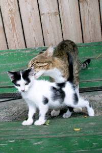 Мама кошка и котенок 