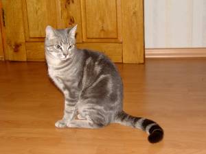 Полосатый дымчатый кот