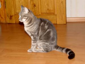 Полосатый серый кот 