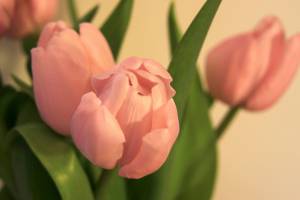 Розовый тюльпан. Крупно 