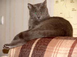 Серый кот лежит на спинке дивана