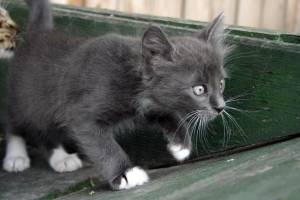 Серый  котенок 