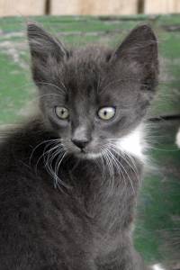 Серый котенок 