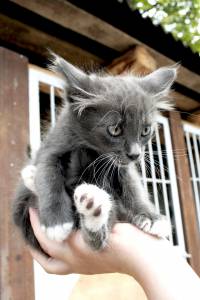 Серый  котенок сидит в руке 