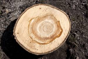 Спил (срез) дерева текстура 
