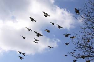 Скачать бесплатно Стая голубей