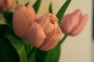 Тюльпаны розовые 