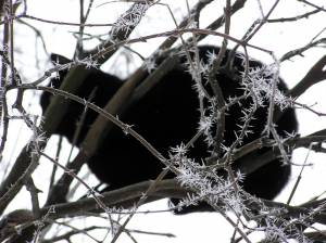 Черная кошка сидит на обледеневшем дереве