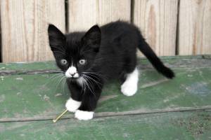 Черно с белым котенок