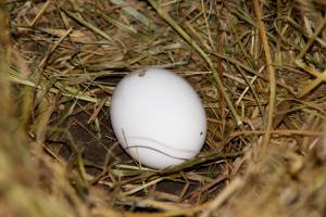 Яйцо в гнезде