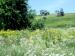 фото Сочные травы 