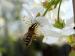 пчела на цветке 